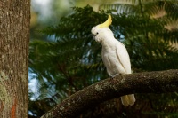 Kakadu zlutocecelaty - Cacatua galerita - Sulphur-crested Cockatoo 1355